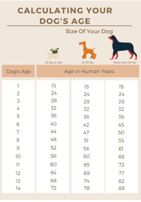 how to determine a dog's age in human years