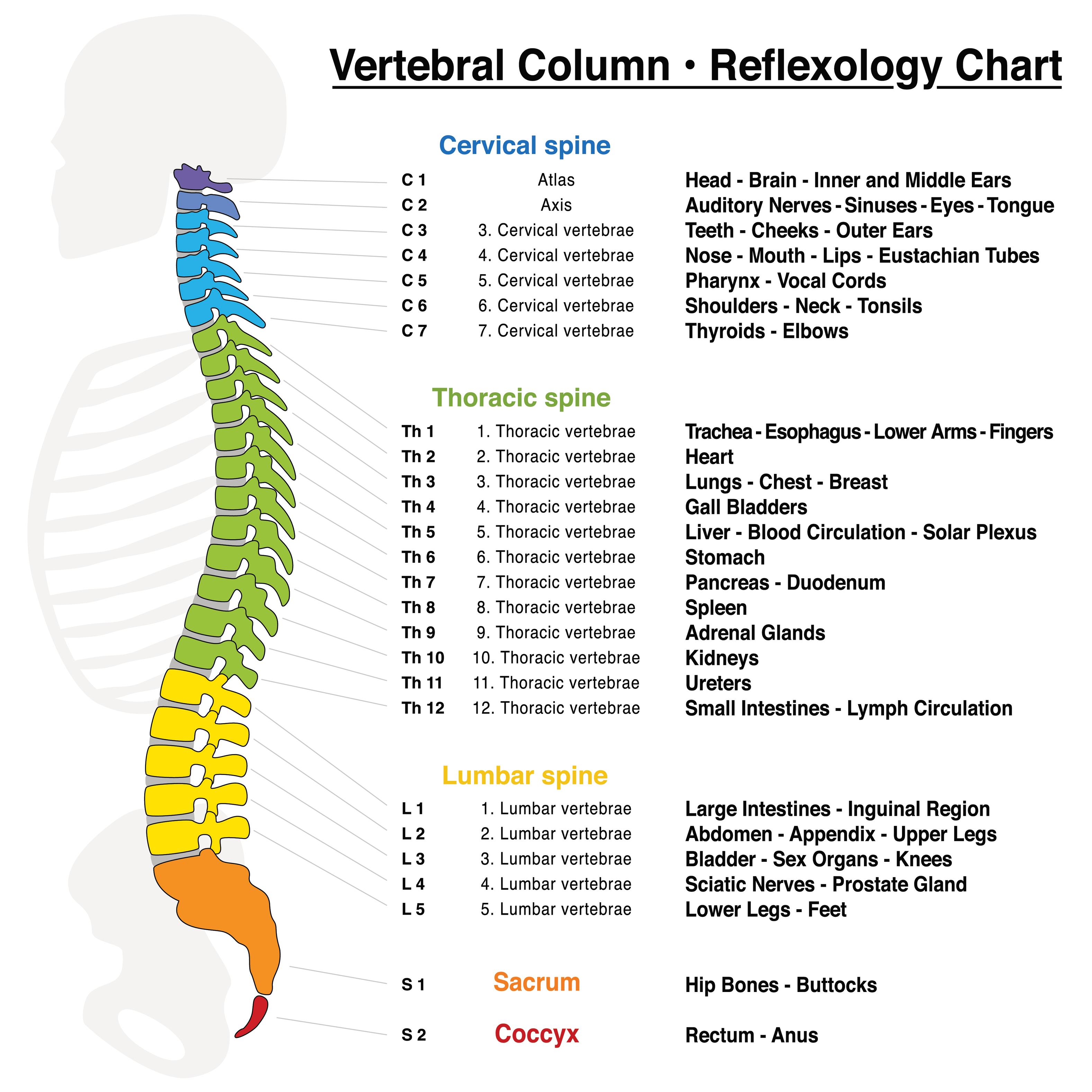 Healing The Spine A Guide To Spine Injuries Hpfy